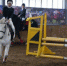 Бугульминские скакуны и наездники вернулись из Елабуги - Бугульминская газета