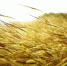 Жаворонка песня - Бугульминская газета