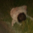 Отец из Татарстана бросил годовалую дочь на обочине, чтобы отомстить жене - Бугульминская газета