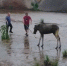 В Бугульме спасли самку лося, которая попала в водохранилище - Бугульминская газета