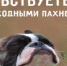 Дополнительные нерабочие дни. - Bugulma.ws
