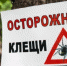 В Татарстане зафиксировали укусы клещей во всех районах, кроме Кайбицкого. - Bugulma.ws