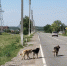Более 150 бугульминцев пострадали от укусов животных в этом году - Бугульминская газета
