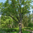«Тургеневский дуб» участвует в международном конкурсе «Европейское дерево года 2022» - Бугульминская газета
