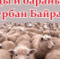 Центральная мечеть Бугульмы предоставляет населению возможность по приобретению и забою овец и баранов - Бугульминский район