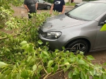 В Татарстане сильный ветер повалил семь деревьев