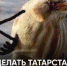 Специалисты рассказали татарстанцам, что делать при «птицепаде». - Bugulma.ws