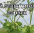 Уничтожать борщевик Сосновского будут обязаны владельцы земель с марта 2026-го. - Bugulma.ws
