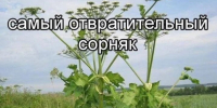 Уничтожать борщевик Сосновского будут обязаны владельцы земель с марта 2026-го. - Bugulma.ws