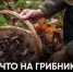 Сбор некоторых грибов в России может обернуться уголовным делом. - Bugulma.ws