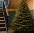💸🌲 В Госдуме напомнили о штрафах. - Bugulma.ws