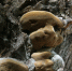 🍄⚖️ За сбор некоторых растений и грибов можно получить срок. - Bugulma.ws
