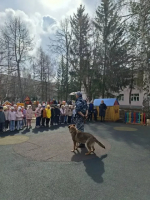 Кинолог и служебная собака научили бугульминских дошкольников безопасному поведению при встрече с бродячими животными