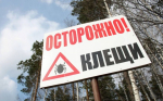 243 случая присасывания клещей зафиксировано в Бугульминском районе Татарстана
