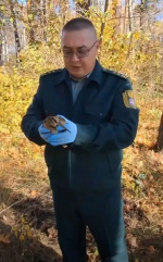 В Бугульминском районе выпустили на волю травмированного вальдшнепа